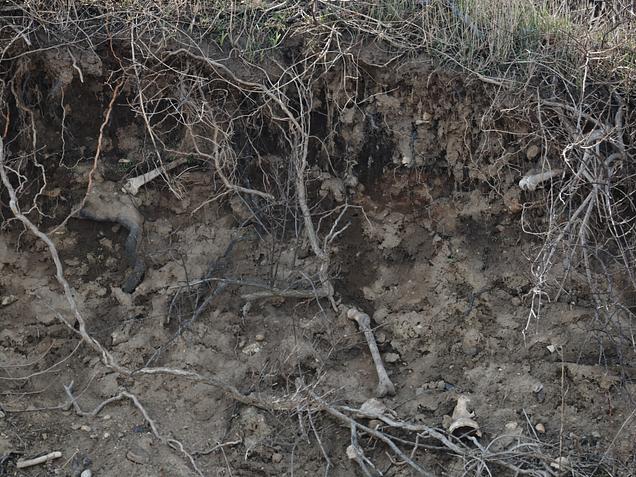 Erosion on Hart Island Exposes Human Remains